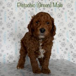 Pistachio - Red  male Goldendoodle puppy in De Pere, Wisconsin from Kinzor Kennels