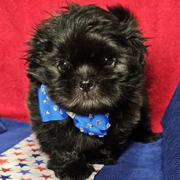 Onyx - Black male Shih Tzu puppy in Picayune, Mississippi from Guillot Shih Tzu