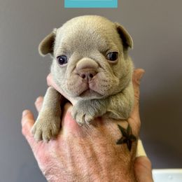 French Bulldog Puppies from The French Bulldog Company LLC