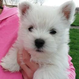 Green boy - White male West Highland White Terrier puppy in Macy, Indiana from Country Grove Breeding LLC