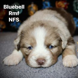 Sparkle - Red merle female Australian Shepherd puppy in El Dorado Springs, Missouri from HP Aussie Kennels