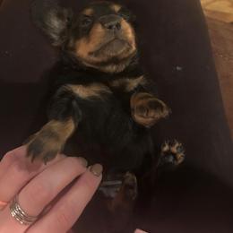 Black and tan female - Black and tan female Dachshund puppy in Westminster, South Carolina from Carter's Kennels