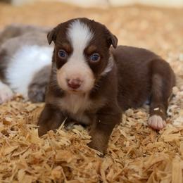 Bay AKC - Red tri-color male Australian Shepherd puppy in Polk City, Florida from Skaky Shepherds
