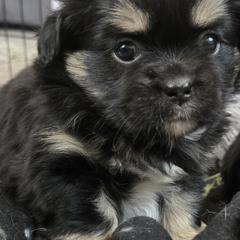 Tibetan Spaniels from Milissa Lose