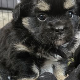 Tibetan Spaniels from Milissa Lose