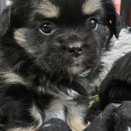 Tibetan Spaniels from Milissa Lose