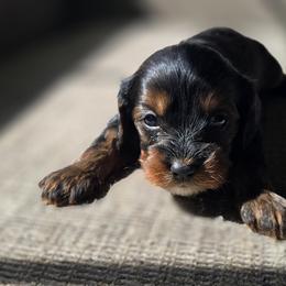 Cavapoo Puppies from Cavapoo Cuddles