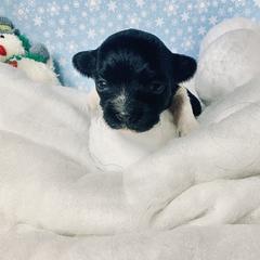 Havana Silk Dog Puppies from Joyful Heart Silks