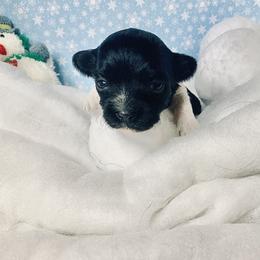 Havana Silk Dog Puppies from Joyful Heart Silks