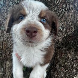 Boy 6 - Red tri-color male Australian Shepherd puppy in Lakeland, Florida from Infinite Aussies