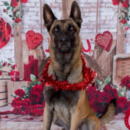 Casino - Belgian Malinois
