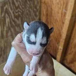 Oreo - Black tan and white male Siberian Husky puppy in Springfield, Massachusetts from 16acreshuskies