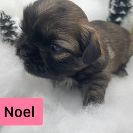 Shih Tzu Puppies from Sun Shih Tzu