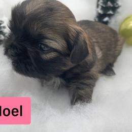 Shih Tzu Puppies from Sun Shih Tzu