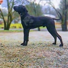 Molosser (Bully x) Puppies from Riot River Mastiffs