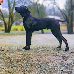 Molosser (Bully x) Puppies from Riot River Mastiffs