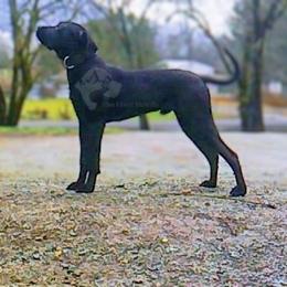 Molosser (Bully x) Puppies from Riot River Mastiffs