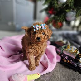 Labradoodle Puppies from Sashasdoodles