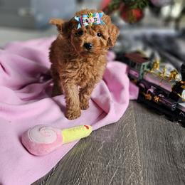 Labradoodle Puppies from Sashasdoodles