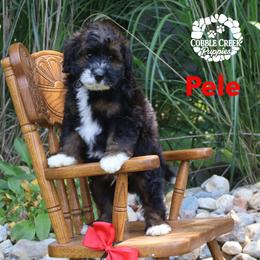 Pele - Phantom male Bernedoodle puppy in Heyworth, Illinois from Cobble Creek Puppies