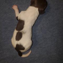 Kleine Munsterlander Puppies from Prairie State Kennel