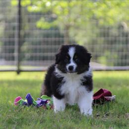 Rey - Black tri-color male Australian Shepherd puppy in Weatherford, Texas from Ridgestar Aussies