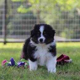 Rey - Black tri-color male Australian Shepherd puppy in Weatherford, Texas from Ridgestar Aussies