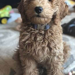 Goldendoodle Puppies from Hobble Creek Farms