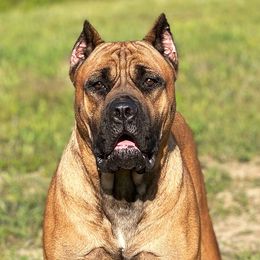 Esme  - Cane Corso