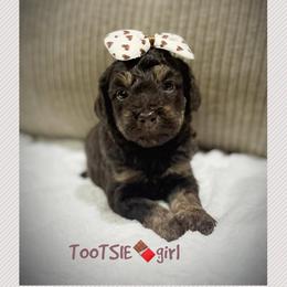 TOOTSIE - Brown and white female Aussiedoodle puppy in Houston, Texas from Jomelkin Furry Pals