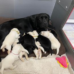 Labrador Retriever Puppies from Lost Woods Labradors