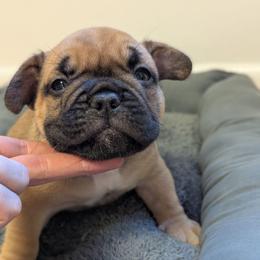 Leonardo - Fawn and white male French Bulldog puppy in Rochester, New York from Upstate Champion Kennels