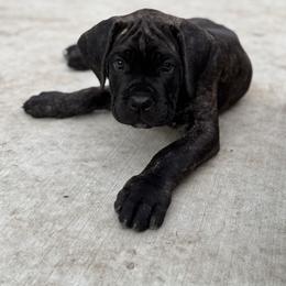 Light Blue Collar - Black brindle male Cane Corso puppy in Cedar Rapids, Iowa from Creed Cane Corsos