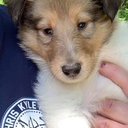 Collie Puppies from Lakeside Collies