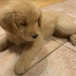 Golden Retriever Puppies from Lake Champlain Goldens