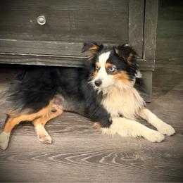 Tucker - Black tri male Miniature Australian Shepherd puppy in Lakeport, California from Akins Aussies/Wild Rose Ranch