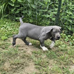 Garbanzo - Blue male Great Dane puppy in Monroe County, Pennsylvania from Poke-A-Nose Danes