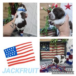 Boy 8 JACKFRUIT - Liver and white male English Springer Spaniel puppy in Saginaw, Michigan from Kemerer Springers