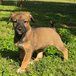 Royalty Reigns Peridot The Radiant Heart - Dark brown female Xoloitzcuintli puppy in Ethridge, Tennessee from Royalty Reigns Xolos