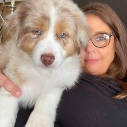 Australian Shepherd Puppies from Amazing Aussies