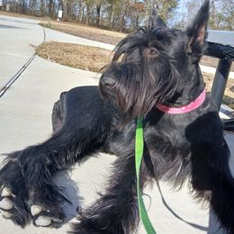 Giant Schnauzer puppies from Elegy Kennels