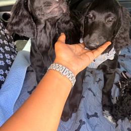 Red collar - Black male Goldendoodle puppy in Las Vegas, Nevada from Doodles by Design