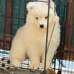 Pink Girl - White female Samoyed puppy in Hellertown, Pennsylvania from O’blako Samoyeds