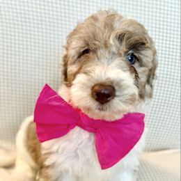 BROOKLYN - Merle female Goldendoodle puppy in Houston, Texas from Pia’s Doodle Poodle Wag