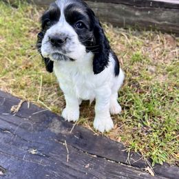 Cocker Spaniel Puppies from Sylvan Acres Spaniels