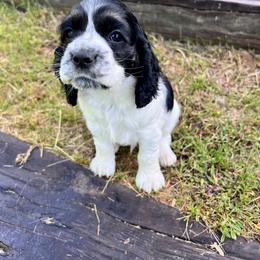 Cocker Spaniel Puppies from Sylvan Acres Spaniels
