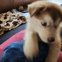 Lilly, green collar girl - Red and white female Alaskan Malamute puppy in Grayson County, Virginia from River Bend Malamutes