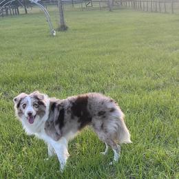 Border Collies from A&S Pet Services