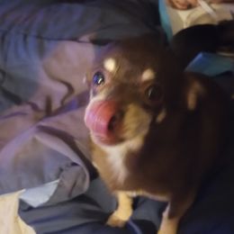 Yogi - Chihuahua