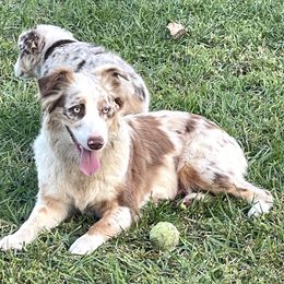 Willow - Australian Shepherd